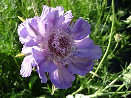 drakiew kaukasa,多年生,花