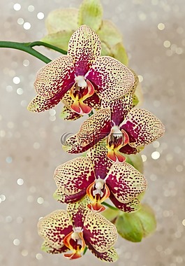 蘭花,蝴蝶蘭,花卉