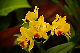 蘭花,cymbidiums,鮮花
