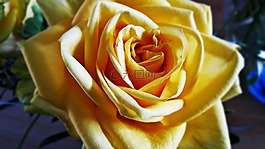 玫瑰,花,黛西