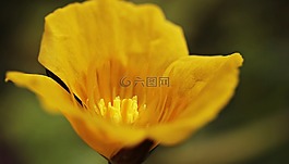 睡蓮,mummel,teichmummel