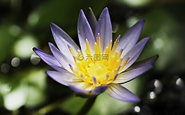睡蓮,獨(dú)獨(dú)黃,水生植物