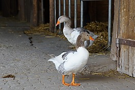 動物,鵝,鳥