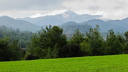 草甸,樹,景觀
