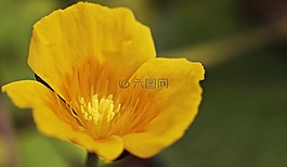 睡蓮,mummel,teichmummel