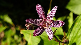 tricyrtis 希尔,百合,秋天的植物