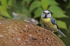 蓝雀,山雀,cyanistes 翅鸢