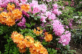大花杜鵑花,鮮花,春