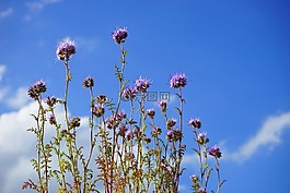 季節(jié),花,鮮花