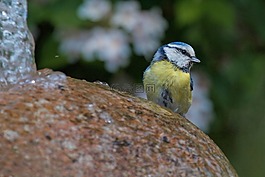 蓝雀,山雀,cyanistes 翅鸢
