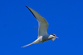 天空,鳥,燕鷗
