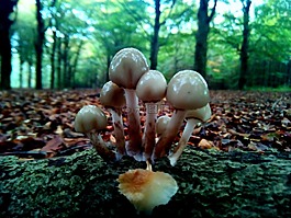 葉,秋天,蘑菇