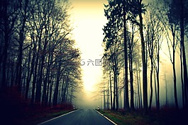 路,路徑,樹