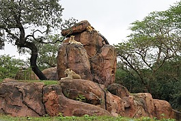 獅子,野生動物園,薩凡納