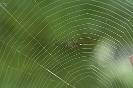 网络,蜘蛛网,蜘蛛