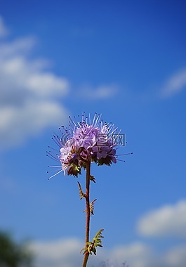 季節(jié),花,鮮花