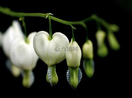 心臟,愛情,春天