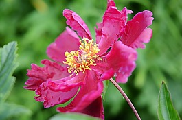 花,紅色,花的