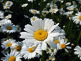 瑪格麗特,leucanthemum,開花