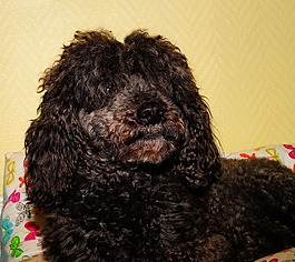 狗,獅子狗,男性