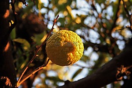 水果,檸檬,柑橘