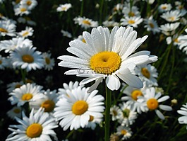 瑪格麗特,leucanthemum,開花