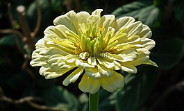 花,百日草,性質(zhì)