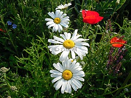 瑪格麗特,leucanthemum,開花