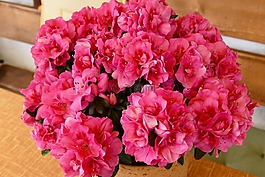 杜鵑花,鮮花,關閉