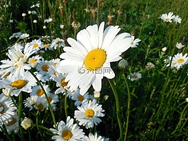 瑪格麗特,leucanthemum,開花