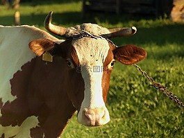 牛,動物,農(nóng)場