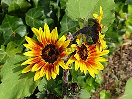 向日葵,紅色,黃色