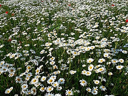 雛菊,leucanthemum,鮮花
