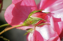 粉紅色,玫瑰,花