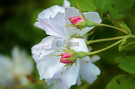 白,玫瑰,花