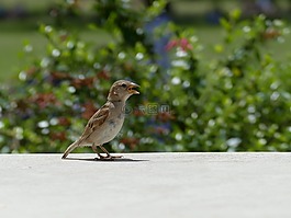 餓,鳥,布朗市
