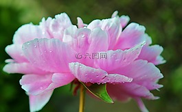 花,粉紅色,水