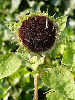 褪色,秋季,太陽花