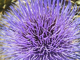 花卉,性質(zhì),藍(lán)花