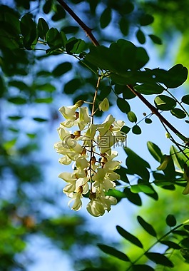 鮮花,花序,白