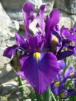 百合,開花,紫