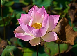 蓮花,花卉,性質(zhì)