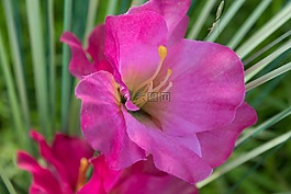 兰花,花,特写