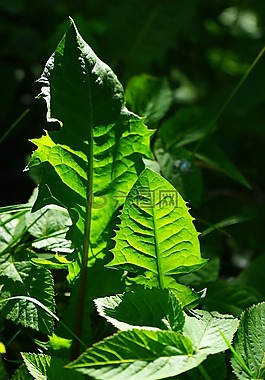 蒲公英,葉子,綠色