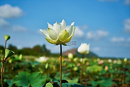 蓮花,花卉,性質(zhì)
