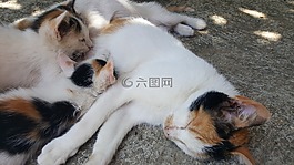 塔尼亞,艾麗莎,快樂