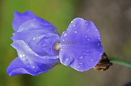 花,蓝色,花的