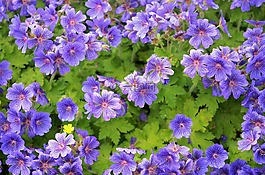 花,蓝色,花的