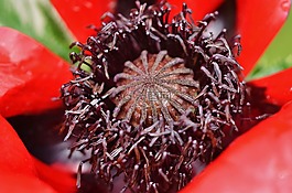 花,紅色,自然