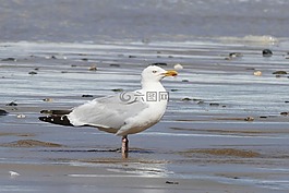 海鷗,鳥,動物